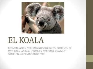 EL KOALA
ACONTINUACION VEREMOS NO SOLO DATOS CURIOSOS DE
ESTE GRAN ANIMAL ; TAMBIEN VEREMOS UNA MUY
COMPLETA INFORMACION DE ESTE
 