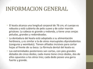 INFORMACION GENERAL
• El koala alcanza una longitud corporal de 76 cm; el cuerpo es
robusto y está cubierto de pelo suave y de color marrón
grisáceo. La cabeza es grande y redonda, y tiene unas orejas
peludas, grandes y redondeadas.
• La dentadura del koala está adaptada a su alimentación
herbívora, y es similar a la de otros marsupiales diprotodontos
(canguros y wombats). Tienen afilados incisivos para cortar
hojas al frente de su boca. La fórmula dental del koala es:
• Las extremidades posteriores son cortas, con pies grandes
dotados de cinco dedos; cada mano tiene cinco dedos, dos de
ellos opuestos a los otros tres; cada dedo posee una garra
fuerte y grande.
 
