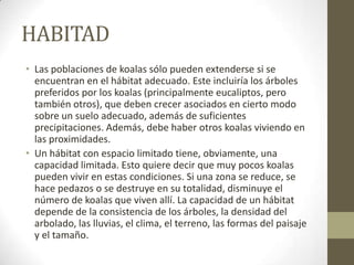 HABITAD
• Las poblaciones de koalas sólo pueden extenderse si se
encuentran en el hábitat adecuado. Este incluiría los árboles
preferidos por los koalas (principalmente eucaliptos, pero
también otros), que deben crecer asociados en cierto modo
sobre un suelo adecuado, además de suficientes
precipitaciones. Además, debe haber otros koalas viviendo en
las proximidades.
• Un hábitat con espacio limitado tiene, obviamente, una
capacidad limitada. Esto quiere decir que muy pocos koalas
pueden vivir en estas condiciones. Si una zona se reduce, se
hace pedazos o se destruye en su totalidad, disminuye el
número de koalas que viven allí. La capacidad de un hábitat
depende de la consistencia de los árboles, la densidad del
arbolado, las lluvias, el clima, el terreno, las formas del paisaje
y el tamaño.
 