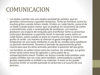 COMUNICACION
• Los koalas cuentan con una amplia variedad de sonidos, que les
permiten comunicarse a grandes distancias. Tanto las hembras como los
machos gritan cuando tienen miedo. Emiten un ruido fuerte, como el de
un bebé cuando quiere comer, que se produce en situaciones de estrés
y normalmente suele ir acompañado de temblores. Los machos
producen una especie de ronquido para manifestar tanto su presencia
como para demostrar su posición social. A menudo suena como un
ruido lejano, como cuando se pone en marcha una moto o como cuando
gruñe un cerdo. Los machos se ahorran el gasto energético que
emplearían en una lucha mediante el uso de los sonidos para establecer
su posición dominante. Durante el período de apareamiento gritan
mucho para que los otros animales perciban la posición del que grita.
• Las hembras no aúllan tanto como los machos. Sin embargo, sus gritos
sirven tanto como aviso de agresión o como parte de su
comportamiento sexual. Pueden ser dulces cuando intercambian unos
suaves chillidos con sus crías; pero también, amenazadoras cuando
gruñen expresando su enfado o su malestar. A veces se les puede
escuchar emitir un sonido parecido al canturreo o al susurro de una
persona.
 