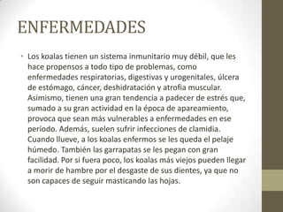 ENFERMEDADES
• Los koalas tienen un sistema inmunitario muy débil, que les
hace propensos a todo tipo de problemas, como
enfermedades respiratorias, digestivas y urogenitales, úlcera
de estómago, cáncer, deshidratación y atrofia muscular.
Asimismo, tienen una gran tendencia a padecer de estrés que,
sumado a su gran actividad en la época de apareamiento,
provoca que sean más vulnerables a enfermedades en ese
período. Además, suelen sufrir infecciones de clamidia.
Cuando llueve, a los koalas enfermos se les queda el pelaje
húmedo. También las garrapatas se les pegan con gran
facilidad. Por si fuera poco, los koalas más viejos pueden llegar
a morir de hambre por el desgaste de sus dientes, ya que no
son capaces de seguir masticando las hojas.
 