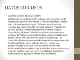 DATOS CURIOSOS
• ¿Cuántas especies de koalas existen?
• Es sólo una especie de koala. Sin embargo, parece que hay existe
diferencia de opinión incluso entre la comunidad científica sobre si
hay 2 o 3 sub-especies (o ‘razas’) de koalas. Actualmente se
reconoce que existen tres diferentes sub-especies: Phascolarctos
cinereus adustus a norte de Queensland, Cinereus cinereus
Phascolarctos de Nueva Gales del Sur y Phascolarctos cinereus
vencedor de Victoria. La clasificación taxonómica de estas tres sub-
especies se basa en sus diferentes características físicas. Las
principales diferencias son que los koalas en el sur son un poco más
grandes que los del norte, y también tienen el pelaje más
grueso, más esponjoso, más oscuro y a veces marrón. Han
evolucionado de este modo, en parte, debido a que los inviernos en
el sur son más fríos que en el norte. Los koalas en el centro de
Australia caen en algún punto entre estos 2 extremos.
 