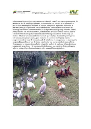 micro aspersión para regar cultivos en conuco y suplir las deficiencias de agua en mitad del
período de lluvias o en el período seco, evidentemente por esta vía se incrementaría la
producción, pero requiere inversión en tuberías, mangueras, aspersores incluso de la
perforación de pozos profundos Hay que fomentar el conocimiento, el desarrollo de
tecnologías asociadas al mantenimiento de los equilibrios ecológicos y descubrir formas
para que como con mínimos cambios, incrementar la productividad del conuco, en este
sentido la fertilización y el uso de controladores biológicos debe ser insertados y los
mismos deben ser aplicados en forma racional, que beneficie al conjunto y reponga los
nutrientes que salen del sistema, para mantener el equilibrio ecológico y mejorar
progresivamente el nivel de productividad, de esta forma el conuquero no va a verse en la
necesidad de cambiar de lote de tierras y deforestar una nueva superficie para cultivar.
En este punto se requiere de mucha investigación, análisis de suelo, de follaje, de tejidos
para decidir las acciones y la incorporación de insumos que muestren el mayor impacto
sobre la producción y el menor impacto sobre los equilibrios ecológicos.
 