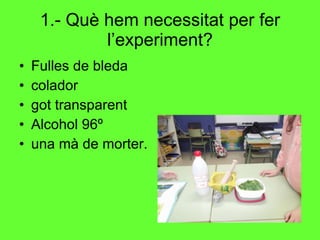 1.- Què hem necessitat per fer l’experiment? Fulles de bleda  colador  got transparent  Alcohol 96º  una mà de morter. 