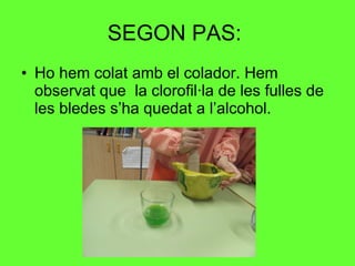 SEGON PAS:  Ho hem colat amb el colador. Hem observat que  la clorofil·la de les fulles de les bledes s’ha quedat a l’alcohol. 