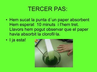 TERCER PAS:  Hem sucat la punta d´un paper absorbent Hem esperat  10 minuts  i l’hem tret. Llavors hem pogut observar que el paper havia absorbit la clorofil·la.  I ja esta! 