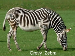 Grevy  Zebra 