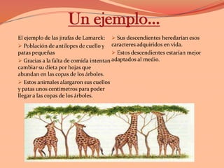 Las nuevas necesidades determinan el uso o desuso de los órganos.