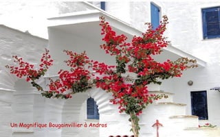 Un Magnifique Bougainvillier à Andros
 