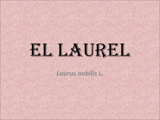 El laurel Laurus nobilis  L. 
