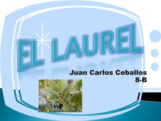 Juan Carlos Ceballos
                 8-B
 