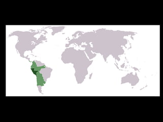 División político-administrativa de las Colonias americanas.-Virreinato:  Es la unidad territorial más grande en América. Nueva España y Perú.Virrey: Autoridad enviada por el Rey. Tenía poder ejecutivo, judicial, militar y económico.Limitaciones: Contraer matrimonio.Gobernaciones: Puedes ser Capitanías Generales (Chile) o Presidencias