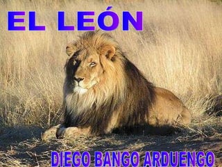 EL LEÓN DIEGO BANGO ARDUENGO 