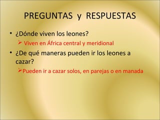 PREGUNTAS y RESPUESTAS
• ¿Dónde viven los leones?
 Viven en África central y meridional
• ¿De qué maneras pueden ir los leones a
cazar?
Pueden ir a cazar solos, en parejas o en manada
 