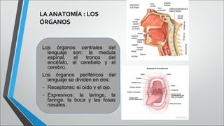 LA ANATOMÍA : LOS
ÓRGANOS

Los órganos centrales del
lenguaje son: la medula
espinal,
el
tronco
del
encéfalo, el cerebelo y el
cerebro.
Los órganos periféricos del
lenguaje se dividen en dos:
- Receptores: el oído y el ojo.
- Expresivos: la laringe, la
faringe, la boca y las fosas
nasales.

 