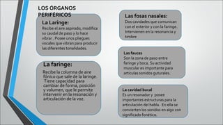 LOS ÓRGANOS
PERIFÉRICOS
La Laringe:

Recibe el aire aspirado, modifica
su caudal de paso y lo hace
vibrar . Posee unos pliegues
vocales que vibran para producir
las diferentes tonalidades.

La faringe:
Recibe la columna de aire
fónico que sale de la laringe.
Tiene capacidad para
cambiar de forma, posición
y volumen, que le permite
intervenir en la resonación y
articulación de la voz.

Las fosas nasales:

Dos cavidades que comunican
con el exterior y con la faringe.
Intervienen en la resonancia y
timbre

Las fauces
Son la zona de paso entre
faringe y boca. Su actividad
muscular es importante para
articulas sonidos guturales.

La cavidad bucal
Es un resonador y posee
importantes estructuras para la
articulación del habla. En ella se
convierten los sonidos en algo con
significado fonético.

 