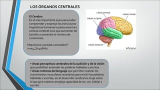 LOS ÓRGANOS CENTRALES
El Cerebro
Es el más importante pues para poder
comprender y expresar las estructuras
lingüísticas humanas la parte externa o
corteza cerebral tuvo que aumentar de
tamaño y aumentar el número de
conexiones.
http://www.youtube.com/watch?
v=w4_Sn416Ahc

• Áreas perceptivas cerebrales de la audición y de la visión
que posibilitan entender las palabras habladas y escritas.
• Áreas motoras del lenguaje que permiten realizar los
movimientos musculares necesarios para emitir las palabras
habladas o escritas, así el desarrollo cerebral es el eje sobre
el que gira nuestra compleja capacidad de oir, ver, hablar y
escribir.

 