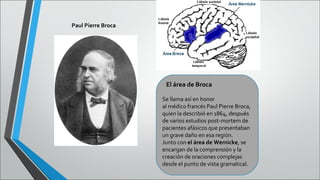 Paul Pierre Broca

El área de Broca
Se llama así en honor
al médico francés Paul Pierre Broca,
quien la describió en 1864, después
de varios estudios post-mortem de
pacientes afásicos que presentaban
un grave daño en esa región.
Junto con el área de Wernicke, se
encargan de la comprensión y la
creación de oraciones complejas
desde el punto de vista gramatical.

 