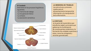 El Cerebelo
Interviene en los procesos lingüísticos
siguientes:
-La memoria de trabajo
-La recuperación léxica
-La sintaxis
-La asociación semántica

LA MEMORIA DE TRABAJO
Las estructuras y procesos
usados para el
almacenamiento temporal de
información y la manipulación
de la información.
LA SINTAXIS
es la parte de la gramática que
estudia las reglas y principios que
gobiernan la combinatoria
de constituyentes sintácticos y la
formación de unidades superiores a
estos, como los sintagmas y
raciones gramaticales.

 
