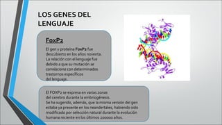 LOS GENES DEL
LENGUAJE
FoxP2
El gen y proteína FoxP2 fue
descubierto en los años noventa.
La relación con el lenguaje fue
debido a que su mutación se
correlaciona con determinados
trastornos específicos
del lenguaje.
El FOXP2 se expresa en varias zonas
del cerebro durante la embriogénesis.
Se ha sugerido, además, que la misma versión del gen
estaba ya presente en los neandertales, habiendo sido
modificado por selección natural durante la evolución
humana reciente en los últimos 200000 años.

 