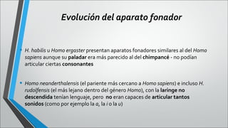 Evolución del aparato fonador
• H. habilis u Homo ergaster presentan aparatos fonadores similares al del Homo
sapiens aunque su paladar era más parecido al del chimpancé - no podían
articular ciertas consonantes

• Homo neanderthalensis (el pariente más cercano a Homo sapiens) e incluso H.
rudolfensis (el más lejano dentro del género Homo), con la laringe no
descendida tenían lenguaje, pero no eran capaces de articular tantos
sonidos (como por ejemplo la a, la i o la u)

 