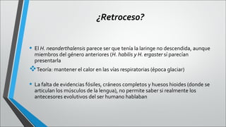 ¿Retroceso?
• El H. neanderthalensis parece ser que tenía la laringe no descendida, aunque
miembros del género anteriores (H. habilis y H. ergaster sí parecían
presentarla

Teoría: mantener el calor en las vías respiratorias (época glaciar)
• La falta de evidencias fósiles, cráneos completos y huesos hioides (donde se
articulan los músculos de la lengua), no permite saber si realmente los
antecesores evolutivos del ser humano hablaban

 