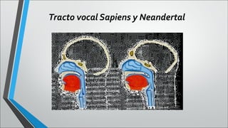Tracto vocal Sapiens y Neandertal

 