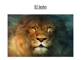El león
 