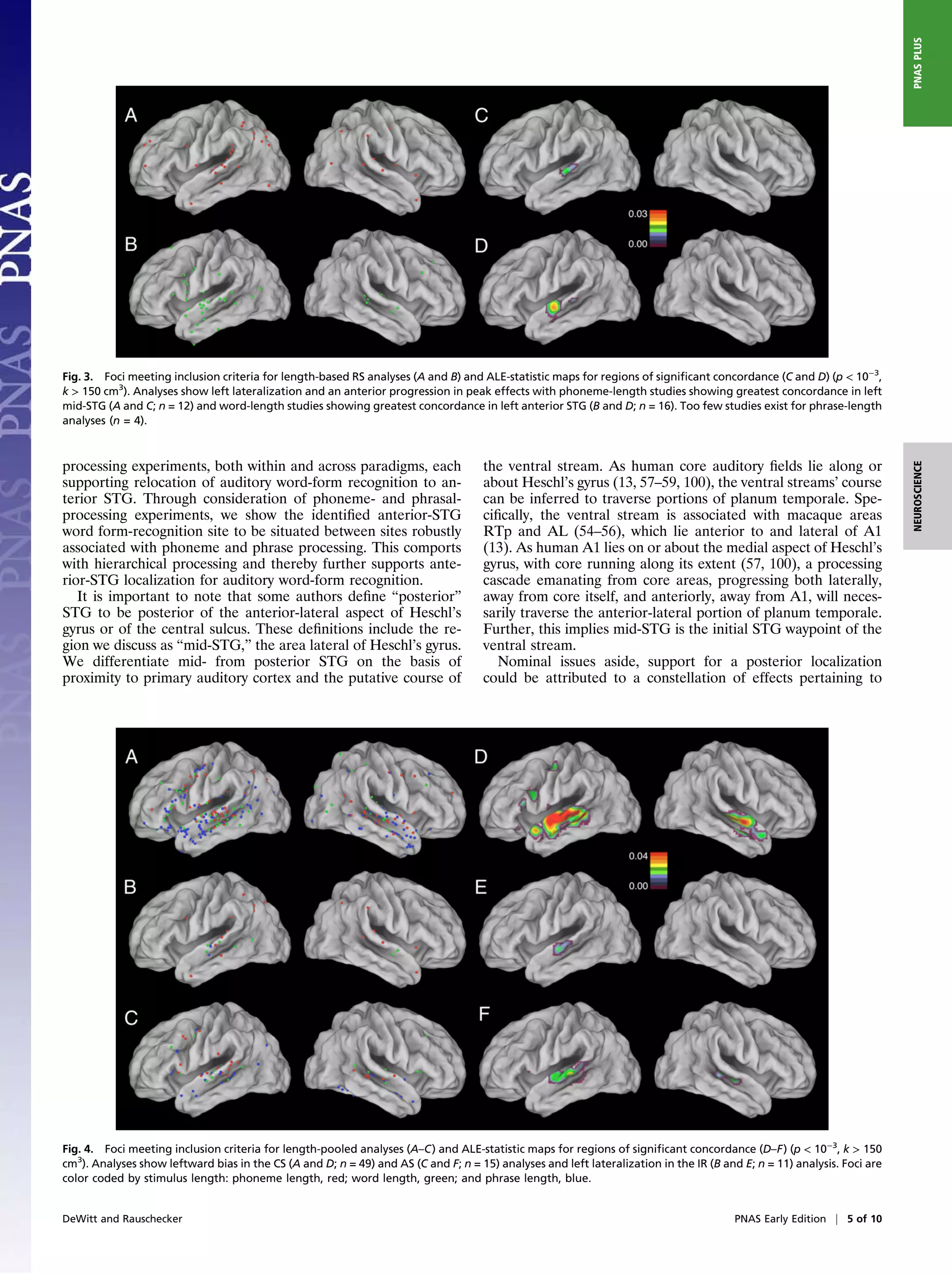 PNAS PLUS
Fig. 3. Foci meeting inclusion criteria for length-based RS analyses (A and B) and ALE-statistic maps for regions of signiﬁcant concordance (C and D) (p < 10−3,
k > 150 cm3). Analyses show left lateralization and an anterior progression in peak effects with phoneme-length studies showing greatest concordance in left
mid-STG (A and C; n = 12) and word-length studies showing greatest concordance in left anterior STG (B and D; n = 16). Too few studies exist for phrase-length
analyses (n = 4).



processing experiments, both within and across paradigms, each                       the ventral stream. As human core auditory ﬁelds lie along or




                                                                                                                                                                         NEUROSCIENCE
supporting relocation of auditory word-form recognition to an-                       about Heschl’s gyrus (13, 57–59, 100), the ventral streams’ course
terior STG. Through consideration of phoneme- and phrasal-                           can be inferred to traverse portions of planum temporale. Spe-
processing experiments, we show the identiﬁed anterior-STG                           ciﬁcally, the ventral stream is associated with macaque areas
word form-recognition site to be situated between sites robustly                     RTp and AL (54–56), which lie anterior to and lateral of A1
associated with phoneme and phrase processing. This comports                         (13). As human A1 lies on or about the medial aspect of Heschl’s
with hierarchical processing and thereby further supports ante-                      gyrus, with core running along its extent (57, 100), a processing
rior-STG localization for auditory word-form recognition.                            cascade emanating from core areas, progressing both laterally,
   It is important to note that some authors deﬁne “posterior”                       away from core itself, and anteriorly, away from A1, will neces-
STG to be posterior of the anterior-lateral aspect of Heschl’s                       sarily traverse the anterior-lateral portion of planum temporale.
gyrus or of the central sulcus. These deﬁnitions include the re-                     Further, this implies mid-STG is the initial STG waypoint of the
gion we discuss as “mid-STG,” the area lateral of Heschl’s gyrus.                    ventral stream.
We differentiate mid- from posterior STG on the basis of                                Nominal issues aside, support for a posterior localization
proximity to primary auditory cortex and the putative course of                      could be attributed to a constellation of effects pertaining to




Fig. 4. Foci meeting inclusion criteria for length-pooled analyses (A–C) and ALE-statistic maps for regions of signiﬁcant concordance (D–F) (p < 10−3, k > 150
cm3). Analyses show leftward bias in the CS (A and D; n = 49) and AS (C and F; n = 15) analyses and left lateralization in the IR (B and E; n = 11) analysis. Foci are
color coded by stimulus length: phoneme length, red; word length, green; and phrase length, blue.


DeWitt and Rauschecker                                                                                                                  PNAS Early Edition | 5 of 10
 