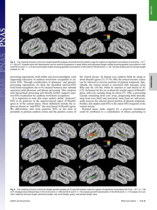PNAS PLUS
Fig. 3. Foci meeting inclusion criteria for length-based RS analyses (A and B) and ALE-statistic maps for regions of signiﬁcant concordance (C and D) (p < 10−3,
k > 150 cm3). Analyses show left lateralization and an anterior progression in peak effects with phoneme-length studies showing greatest concordance in left
mid-STG (A and C; n = 12) and word-length studies showing greatest concordance in left anterior STG (B and D; n = 16). Too few studies exist for phrase-length
analyses (n = 4).



processing experiments, both within and across paradigms, each                       the ventral stream. As human core auditory ﬁelds lie along or




                                                                                                                                                                         NEUROSCIENCE
supporting relocation of auditory word-form recognition to an-                       about Heschl’s gyrus (13, 57–59, 100), the ventral streams’ course
terior STG. Through consideration of phoneme- and phrasal-                           can be inferred to traverse portions of planum temporale. Spe-
processing experiments, we show the identiﬁed anterior-STG                           ciﬁcally, the ventral stream is associated with macaque areas
word form-recognition site to be situated between sites robustly                     RTp and AL (54–56), which lie anterior to and lateral of A1
associated with phoneme and phrase processing. This comports                         (13). As human A1 lies on or about the medial aspect of Heschl’s
with hierarchical processing and thereby further supports ante-                      gyrus, with core running along its extent (57, 100), a processing
rior-STG localization for auditory word-form recognition.                            cascade emanating from core areas, progressing both laterally,
   It is important to note that some authors deﬁne “posterior”                       away from core itself, and anteriorly, away from A1, will neces-
STG to be posterior of the anterior-lateral aspect of Heschl’s                       sarily traverse the anterior-lateral portion of planum temporale.
gyrus or of the central sulcus. These deﬁnitions include the re-                     Further, this implies mid-STG is the initial STG waypoint of the
gion we discuss as “mid-STG,” the area lateral of Heschl’s gyrus.                    ventral stream.
We differentiate mid- from posterior STG on the basis of                                Nominal issues aside, support for a posterior localization
proximity to primary auditory cortex and the putative course of                      could be attributed to a constellation of effects pertaining to




Fig. 4. Foci meeting inclusion criteria for length-pooled analyses (A–C) and ALE-statistic maps for regions of signiﬁcant concordance (D–F) (p < 10−3, k > 150
cm3). Analyses show leftward bias in the CS (A and D; n = 49) and AS (C and F; n = 15) analyses and left lateralization in the IR (B and E; n = 11) analysis. Foci are
color coded by stimulus length: phoneme length, red; word length, green; and phrase length, blue.


DeWitt and Rauschecker                                                                                                                  PNAS Early Edition | 5 of 10
 