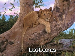El  Leon Los Leones 