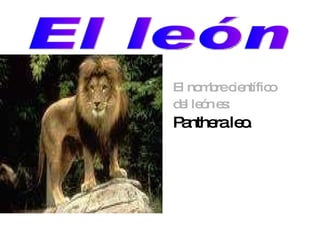 El nombre científico del león es: Panthera leo . El león