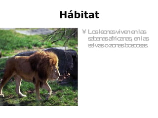 Hábitat Los leones viven en las sabanas africanas, en las selvas o zonas boscosas.