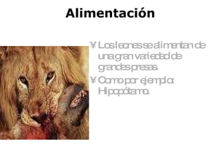 Alimentación Los leones se alimentan de una gran variedad de grandes presas. Como por ejemplo: Hipopótamo.