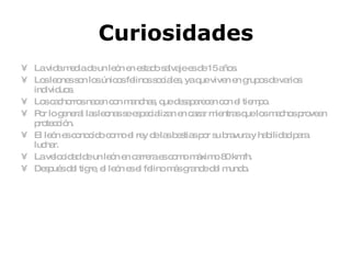 Curiosidades La vida media de un león en estado salvaje es de 15 años. Los leones son los únicos felinos sociales, ya que viven en grupos de varios individuos. Los cachorros nacen con manchas, que desaparecen con el tiempo. Por lo general las leonas se especializan en cazar mientras que los machos proveen protección. El león es conocido como el rey de las bestias por su bravura y habilidad para luchar. La velocidad de un león en carrera es como máximo 80 km/h. Después del tigre, el león es el felino más grande del mundo.