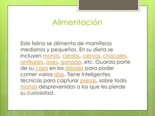 Alimentación

Este felino se alimenta de mamíferos
medianos y pequeños. En su dieta se
incluyen monos, cerdos, ciervos, chacales,
antílopes, aves, ganado, etc. Guarda parte
de su caza en los árboles para poder
comer varios días. Tiene inteligentes
técnicas para capturar presas, sobre todo
monos desprevenidos a los que les pierde
su curiosidad.
 
