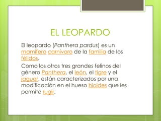 EL LEOPARDO
El leopardo (Panthera pardus) es un
mamífero carnívoro de la familia de los
félidos.
Como los otros tres grandes felinos del
género Panthera, el león, el tigre y el
jaguar, están caracterizados por una
modificación en el hueso hioides que les
permite rugir.
 