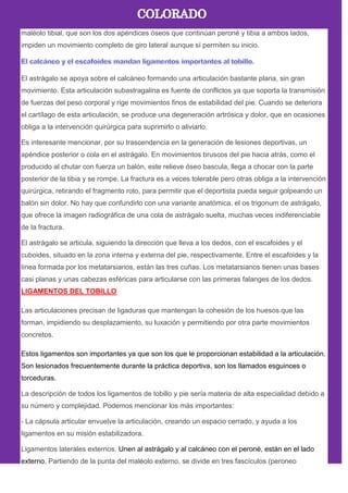 maléolo tibial, que son los dos apéndices óseos que continúan peroné y tibia a ambos lados,
impiden un movimiento completo de giro lateral aunque sí permiten su inicio.
El astrágalo se apoya sobre el calcáneo formando una articulación bastante plana, sin gran
movimiento. Esta articulación subastragalina es fuente de conflictos ya que soporta la transmisión
de fuerzas del peso corporal y rige movimientos finos de estabilidad del pie. Cuando se deteriora
el cartílago de esta articulación, se produce una degeneración artrósica y dolor, que en ocasiones
obliga a la intervención quirúrgica para suprimirlo o aliviarlo.
Es interesante mencionar, por su trascendencia en la generación de lesiones deportivas, un
apéndice posterior o cola en el astrágalo. En movimientos bruscos del pie hacia atrás, como el
producido al chutar con fuerza un balón, este relieve óseo bascula, llega a chocar con la parte
posterior de la tibia y se rompe. La fractura es a veces tolerable pero otras obliga a la intervención
quirúrgica, retirando el fragmento roto, para permitir que el deportista pueda seguir golpeando un
balón sin dolor. No hay que confundirlo con una variante anatómica, el os trigonum de astrágalo,
que ofrece la imagen radiográfica de una cola de astrágalo suelta, muchas veces indiferenciable
de la fractura.
El astrágalo se articula, siguiendo la dirección que lleva a los dedos, con el escafoides y el
cuboides, situado en la zona interna y externa del pie, respectivamente. Entre el escafoides y la
línea formada por los metatarsianos, están las tres cuñas. Los metatarsianos tienen unas bases
casi planas y unas cabezas esféricas para articularse con las primeras falanges de los dedos.
LIGAMENTOS DEL TOBILLO
Las articulaciones precisan de ligaduras que mantengan la cohesión de los huesos que las
forman, impidiendo su desplazamiento, su luxación y permitiendo por otra parte movimientos
concretos.
Estos ligamentos son importantes ya que son los que le proporcionan estabilidad a la articulación.
Son lesionados frecuentemente durante la práctica deportiva, son los llamados esguinces o
torceduras.
La descripción de todos los ligamentos de tobillo y pie sería materia de alta especialidad debido a
su número y complejidad. Podemos mencionar los más importantes:
- La cápsula articular envuelve la articulación, creando un espacio cerrado, y ayuda a los
ligamentos en su misión estabilizadora.
Ligamentos laterales externos. Unen al astrágalo y al calcáneo con el peroné, están en el lado
externo. Partiendo de la punta del maléolo externo, se divide en tres fascículos (peroneo
 