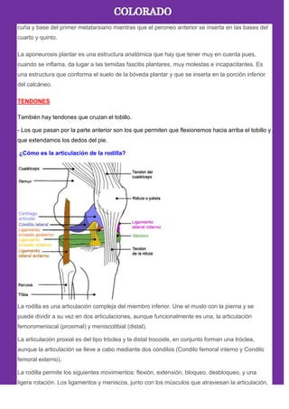 cuña y base del primer metatarsiano mientras que el peroneo anterior se inserta en las bases del
cuarto y quinto.
La aponeurosis plantar es una estructura anatómica que hay que tener muy en cuenta pues,
cuando se inflama, da lugar a las temidas fascitis plantares, muy molestas e incapacitantes. Es
una estructura que conforma el suelo de la bóveda plantar y que se inserta en la porción inferior
del calcáneo.
TENDONES
También hay tendones que cruzan el tobillo.
- Los que pasan por la parte anterior son los que permiten que flexionemos hacia arriba el tobillo y
que extendamos los dedos del pie.
¿Cómo es la articulación de la rodilla?
La rodilla es una articulación compleja del miembro inferior. Une el muslo con la pierna y se
puede dividir a su vez en dos articulaciones, aunque funcionalmente es una, la articulación
femoromeniscal (proximal) y meniscotibial (distal).
La articulación proxial es del tipo tróclea y la distal trocoide, en conjunto forman una tróclea,
aunque la articulación se lleve a cabo mediante dos cóndilos (Condilo femoral interno y Condilo
femoral externo).
La rodilla permite los siguientes movimientos: flexión, extensión, bloqueo, desbloqueo, y una
ligera rotación. Los ligamentos y meniscos, junto con los músculos que atraviesan la articulación,
 