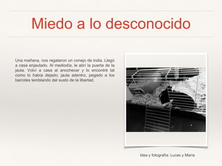 Miedo a lo desconocido
Una mañana, nos regalaron un conejo de india. Llegó
a casa enjaulado. Al mediodía, le abrí la puerta de la
jaula. Volví a casa al anochecer y lo encontré tal
como lo había dejado; jaula adentro, pegado a los
barrotes temblando del susto de la libertad.
Idea y fotografía: Lucas y María
 