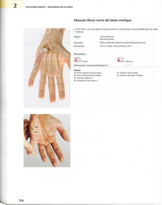 “EL LIBRO DE LOS MUSCULOS-VALERIUS” .pdf