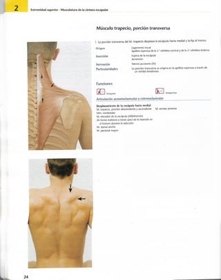 “EL LIBRO DE LOS MUSCULOS-VALERIUS” .pdf