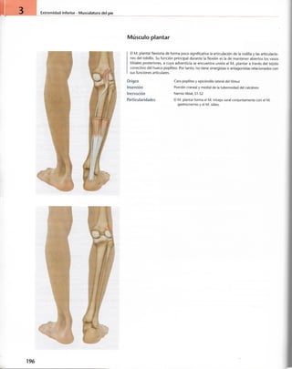 “EL LIBRO DE LOS MUSCULOS-VALERIUS” .pdf