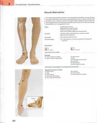 “EL LIBRO DE LOS MUSCULOS-VALERIUS” .pdf