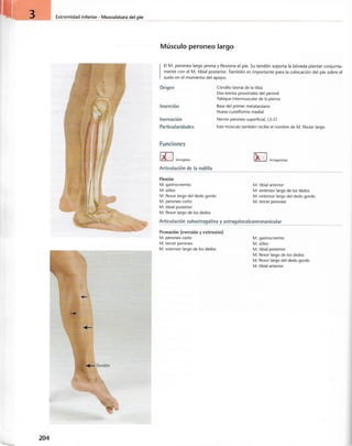 “EL LIBRO DE LOS MUSCULOS-VALERIUS” .pdf