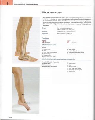 “EL LIBRO DE LOS MUSCULOS-VALERIUS” .pdf