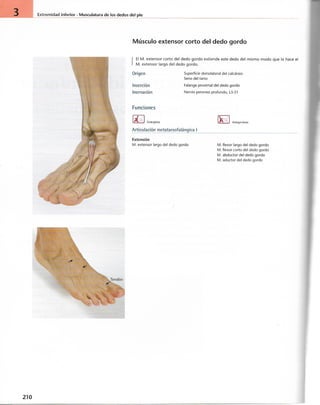 “EL LIBRO DE LOS MUSCULOS-VALERIUS” .pdf