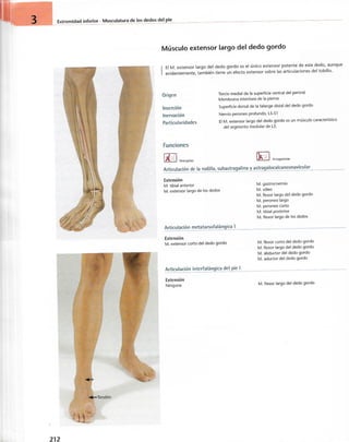 “EL LIBRO DE LOS MUSCULOS-VALERIUS” .pdf