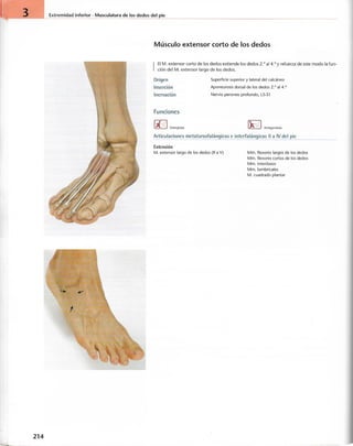 “EL LIBRO DE LOS MUSCULOS-VALERIUS” .pdf