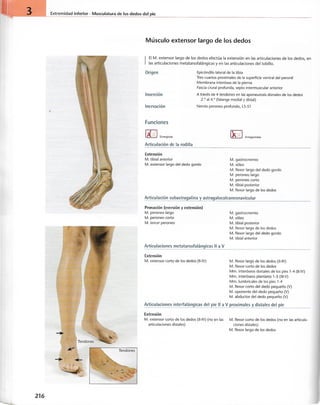 “EL LIBRO DE LOS MUSCULOS-VALERIUS” .pdf